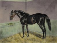 St. Simon (horse portrait)