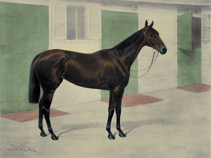 Sceptre (horse portrait)