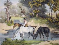 Horses Watering