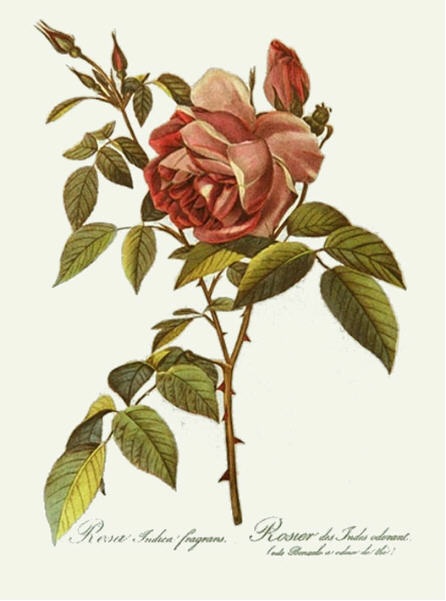 Rose, Inoica Fragrans
