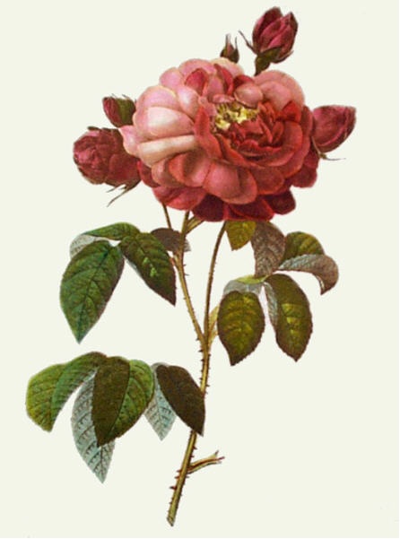 Rose, Gallica Aurelianensis
