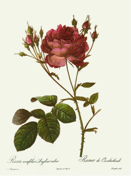 Rose, Centifolia Anglica Rubr