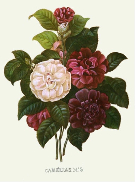 Bouquet - Camelias No 5