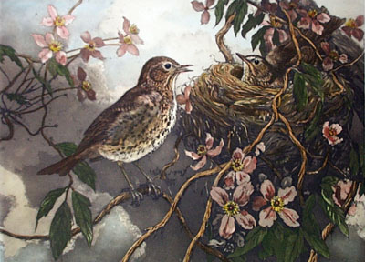 Thrush With Young