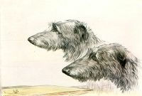 Wolfhounds Heads
