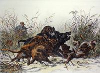 Boar Hunting !