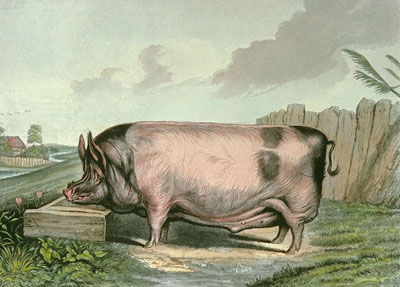 British Boar
