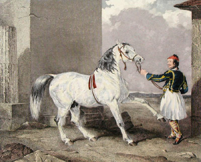 Greek & White Arab Horse