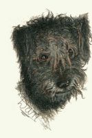 Wolfhounds Head