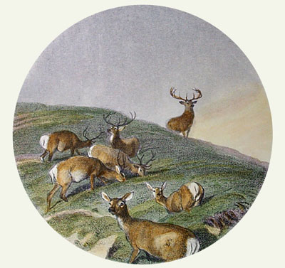 Deer In A Circle