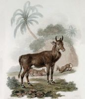 Nylghau-White Footed Antelope