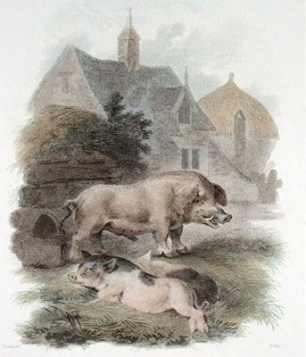 Boar & Chinese Hog