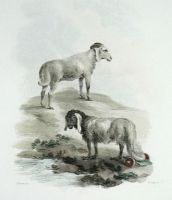 African & Broad-tailed Sheep