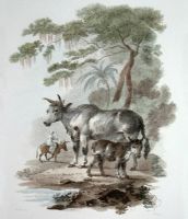 Lebu or Indian Ox