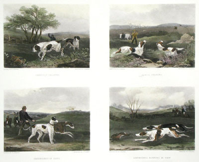 Sporting Dogs (4 on Plate)