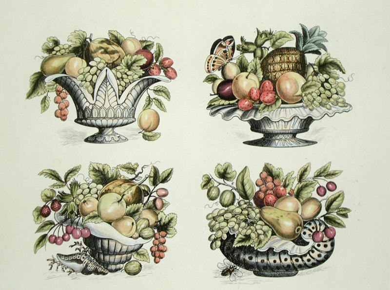 Fruit Bowls (4on)