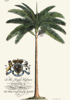 Palm Pl.IV Female Palm Tree