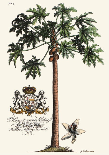 Palm Pl.15 Female Papaya Tree