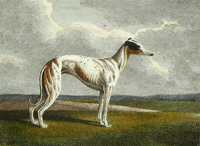Greyhound, The