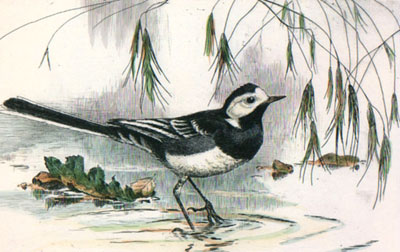 Water Wagtail