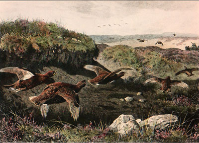 Flying Grouse (under bank)