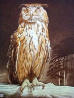 Turkmenian Owl