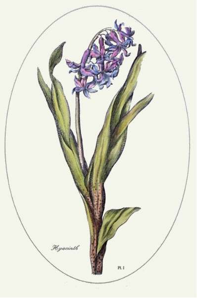 Hyacinth - Plate I