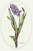 Hyacinth - Plate II