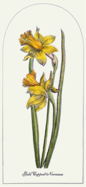 Gold Cupped Narcissus