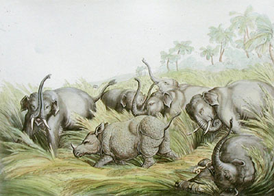 Rhinoceros Hunted by Elephant