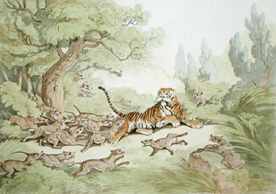 Tiger Hunted by Wild Dogs, Th