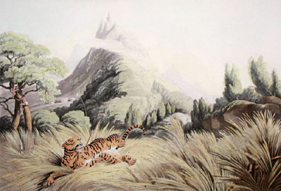 Tiger Killed by Poisoned Arro