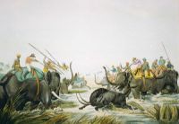 Hunting an Old Buffalo