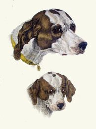 hounds head