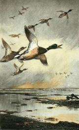 hand colored print of ducks