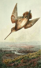 hand colored print of snipe