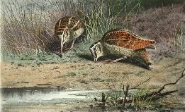 print of woodcock