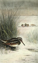 print of snipe after thorburn