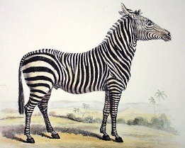 print of a zebra