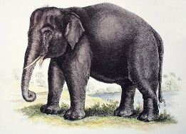 print of an elephant