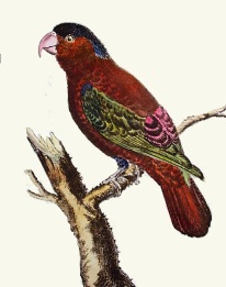 Parrot - Lory Indes after martinet
