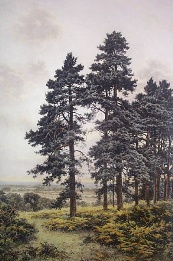 surrey scenery, hand coloured etching