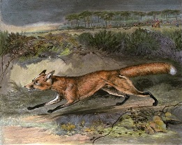 Fox Breaking Cover print