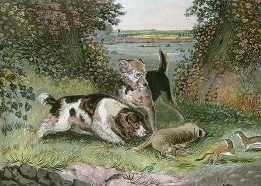 Spaniel & Terrier