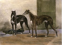 Greyhounds print
