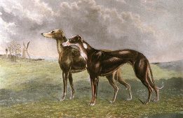 Greyhounds
