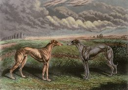 Greyhound print