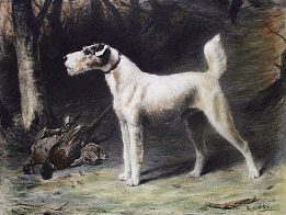 Wire Haired Fox Terrier