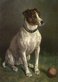 Jack Russell Terrier etching
