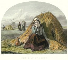 Lily of Ghent, hand coloured print